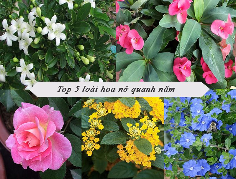 Top 5 loại hoa cực đẹp, dễ trồng nở rực rỡ quanh năm