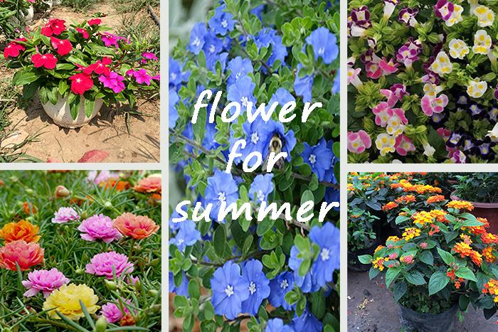 Top những dòng hoa ban công mùa hè, đẹp, dễ trồng, dễ mua.