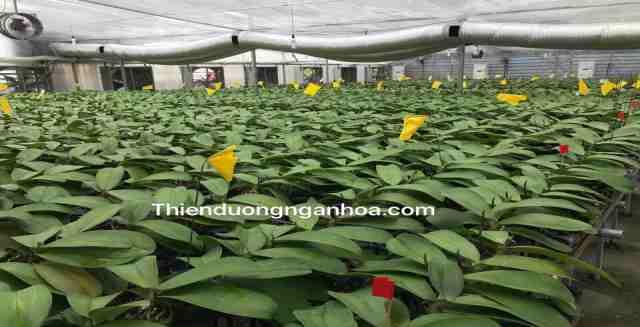 Hoa lan Hồ Điệp, hoa lan hồ điệp chơi tết giá rẻ nhất và ưu đãi lớn