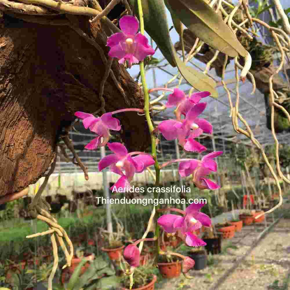 Dáng hương hồng sắc, aerides crassifolia, xuất sứ, cách trồng