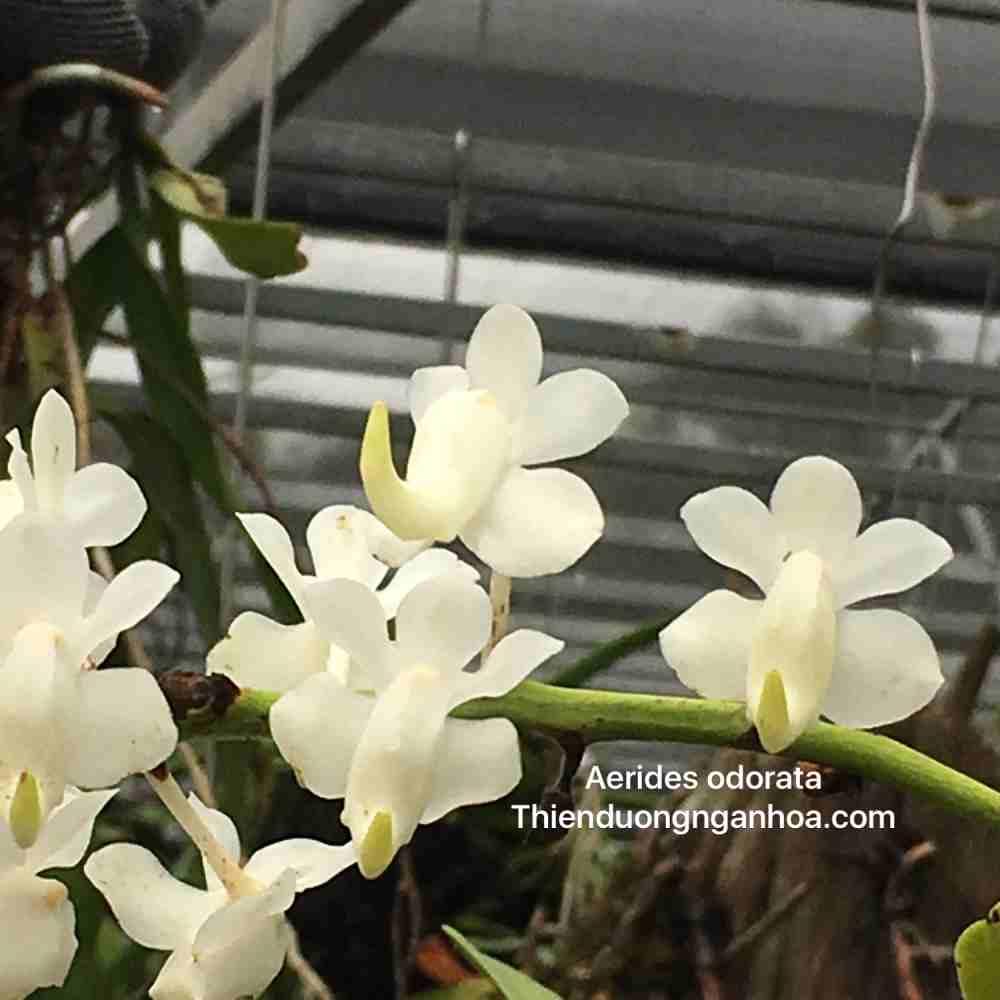 Bạch nhạn, Aerides odorata var. alba, bạch nhạn rừng hoa trắng