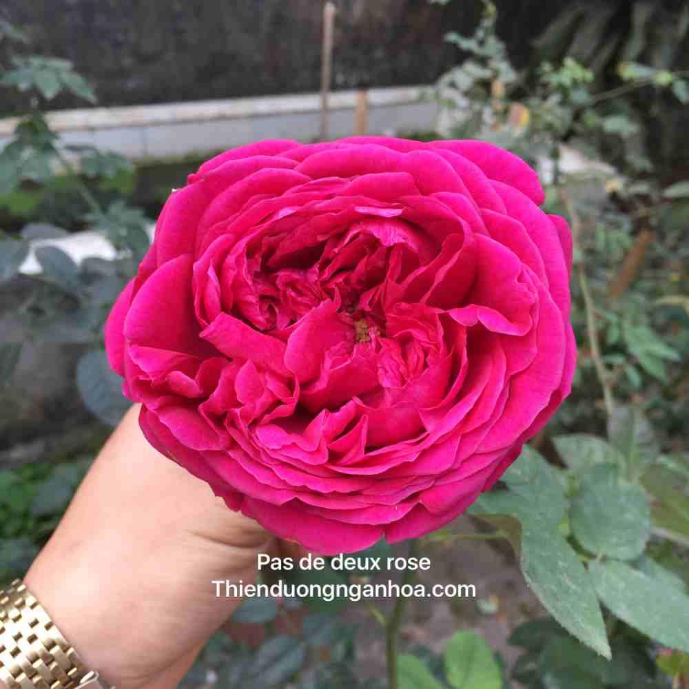 Hoa hồng ngoại Pas de deux rose, hoa hồng ngoại Nhật Bản
