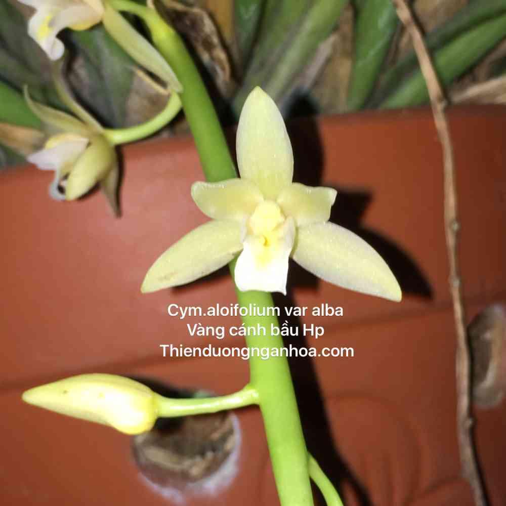 Kiếm vàng cánh bầu Hải Phòng, cym.aloifolium var alba, bảo hành hoa