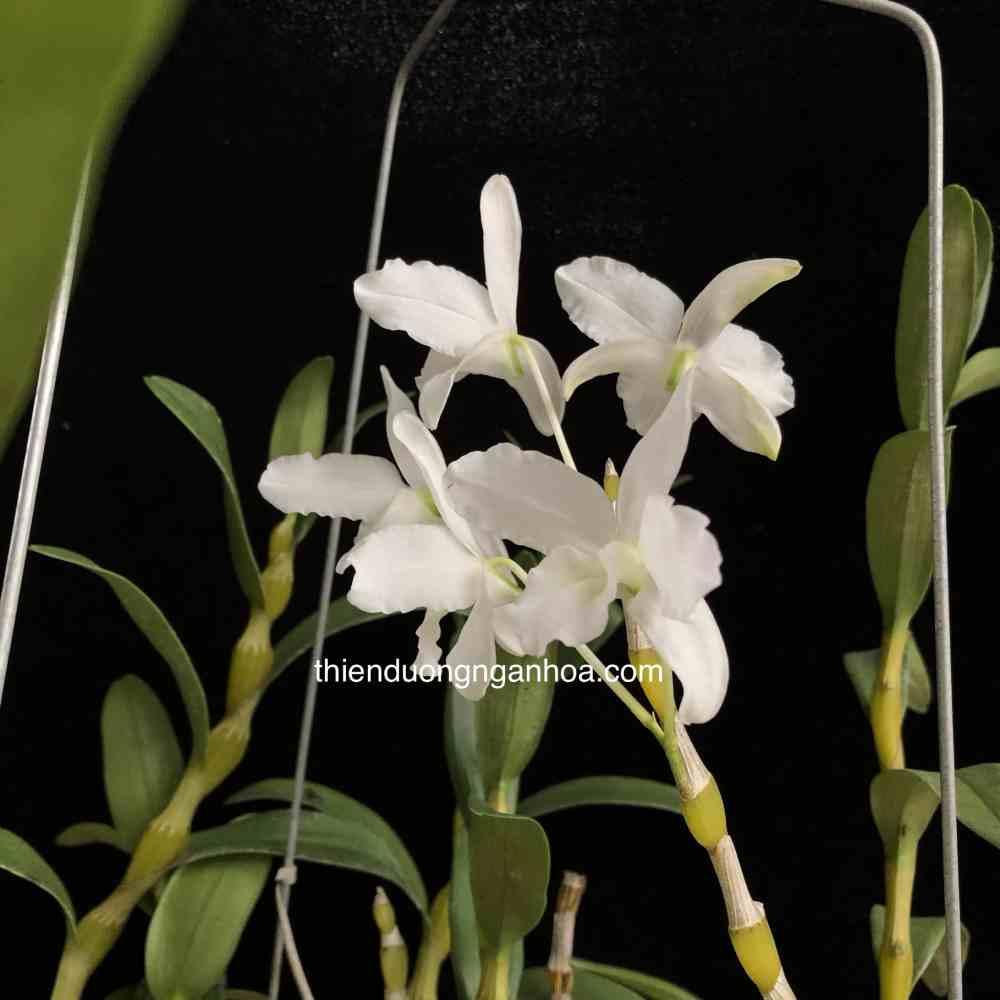 Đùi Gà Dẹt Trắng, Đùi Gà Dẹt Đột Biến, Dendrobium Linawianum Var Alba