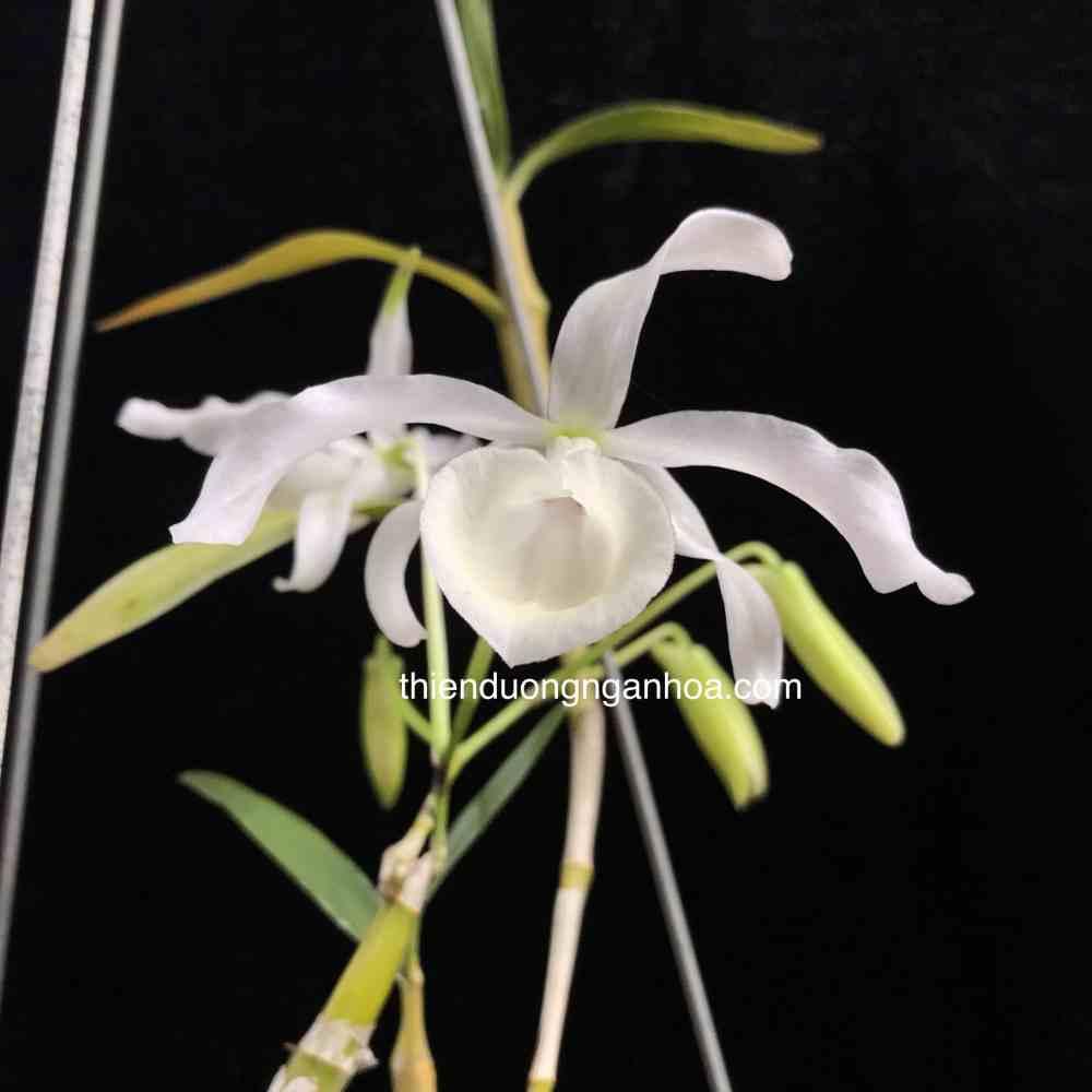 Hoàng Phi Hạc Trắng, Dendrobium Signatum Semi Alba