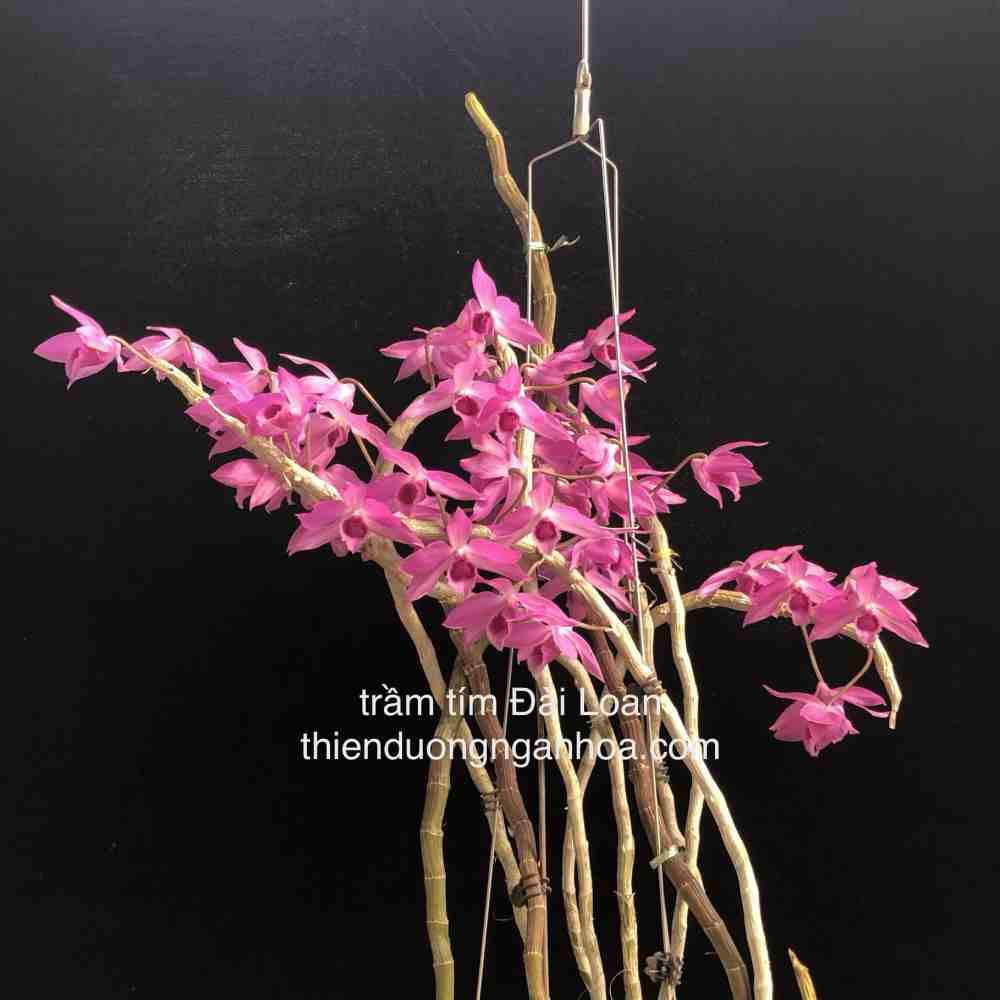 Trầm Tím, Bán Trầm Tím Đài Loan, Dendrobium Nestor