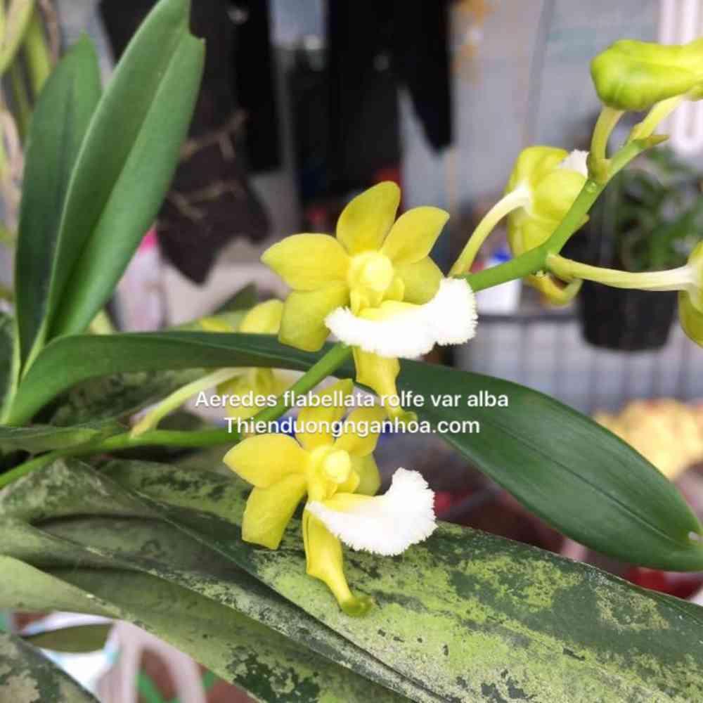 Dải Quạt xanh, Rẻ Quạt, Aerides flabellata var alba, uy tín nhất