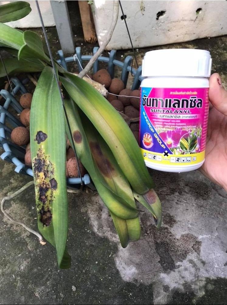Thuốc chống nấm Metalaxyl Thái Lan chống thối lá, thối rễ, nấm lá cho Hoa Lan