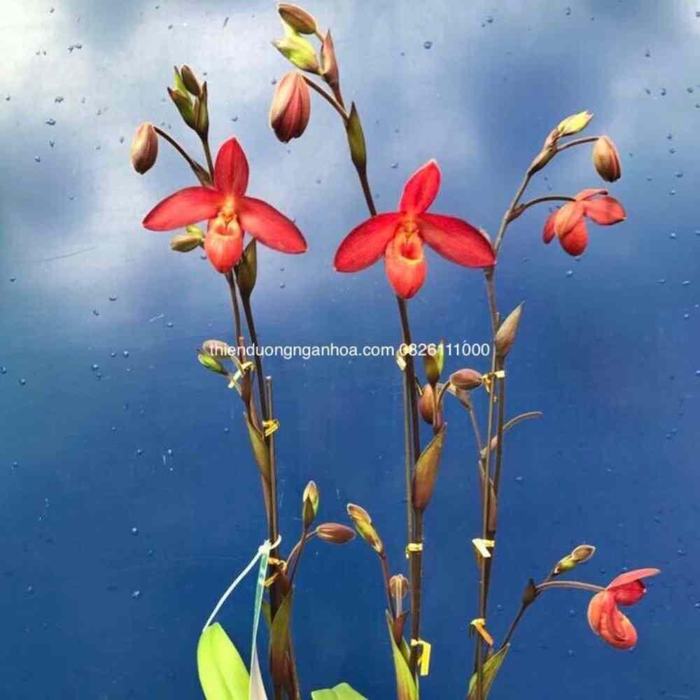 Lan Hài Đỏ, Phragmipedium Besseae, Hoa Lan Hài Đỏ