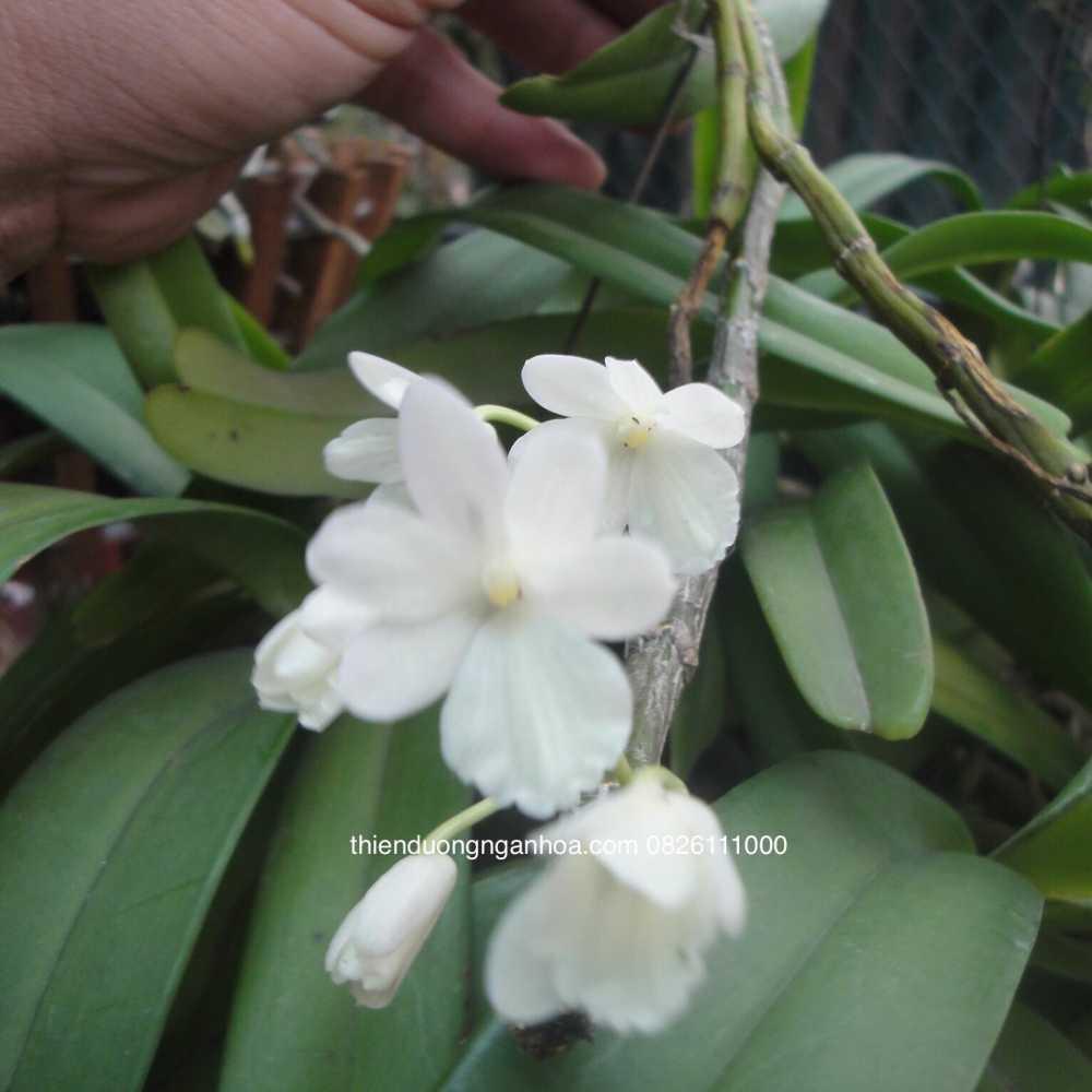 Long Tu Đá Trắng, Dendrobium Crepidatum var alba