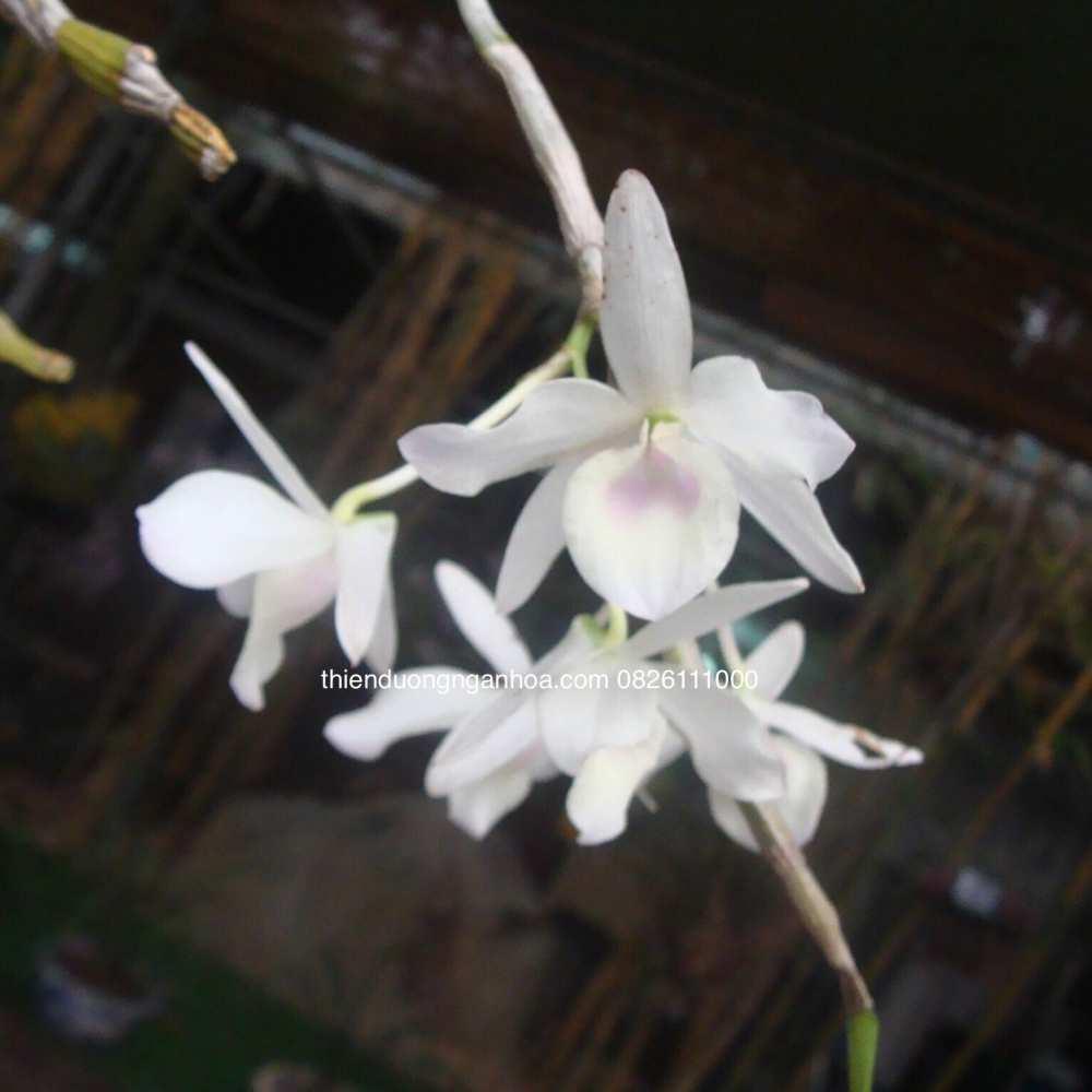 Hoàng Thảo Ý Ngọc, Dendrobium Transparens Var.Semi-Alba