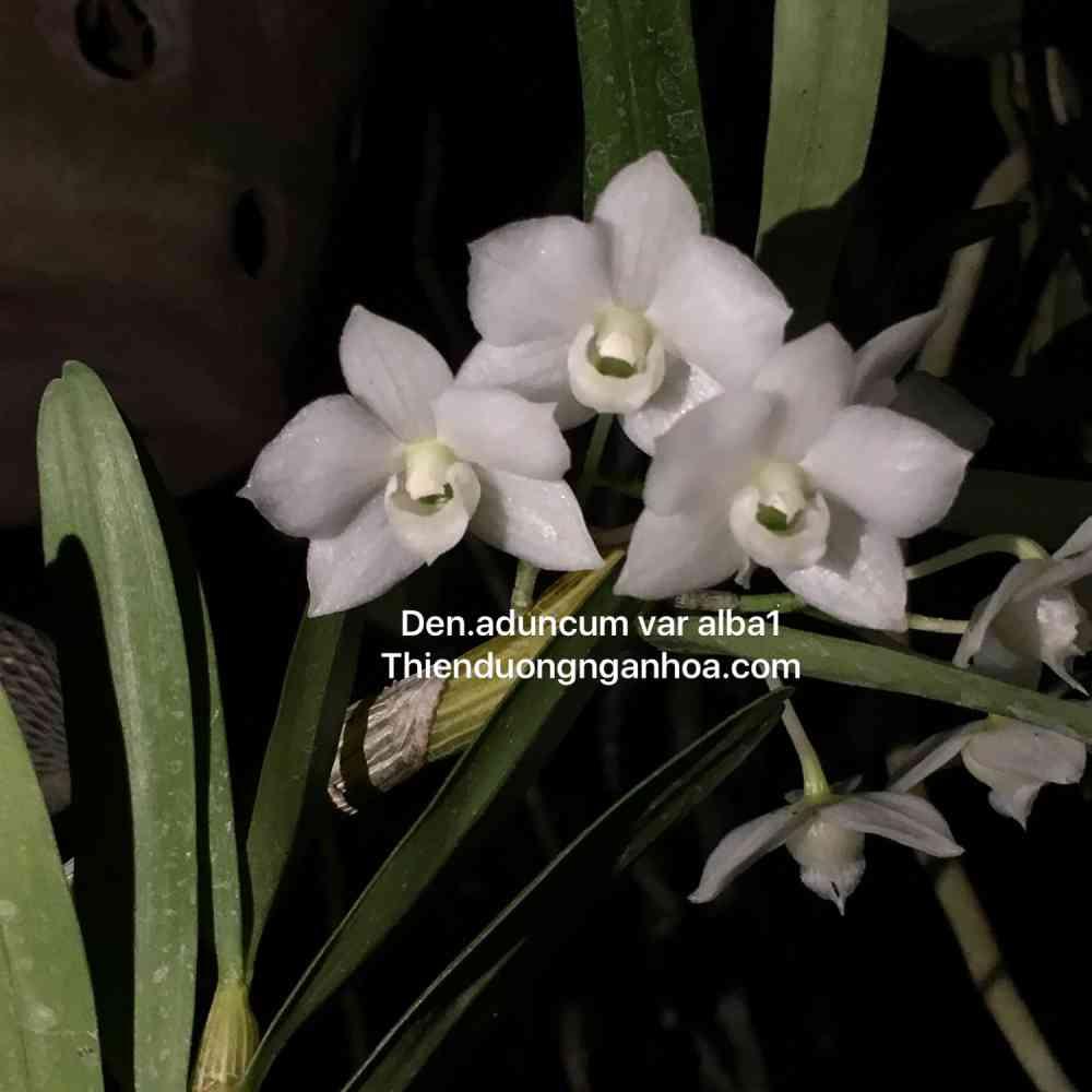 Thập hoa trắng, mua bán thập hoa trắng, Dendrobium  Aduncum var alba