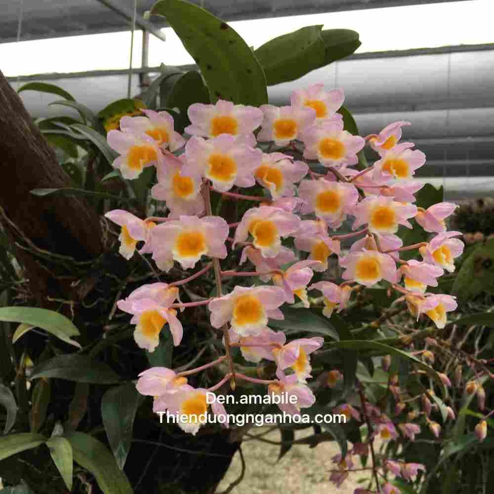 Kiều Tím, Thủy Tiên Hường, Dendrobium amabile, nuôi thuần đẹp