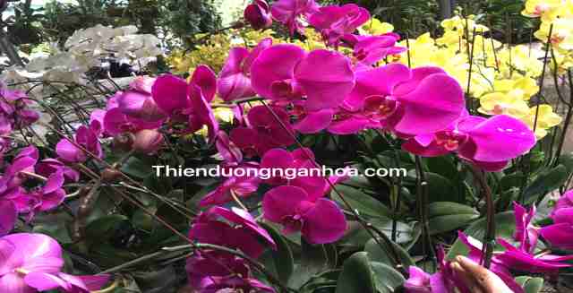 Hoa lan Hồ Điệp, hoa lan hồ điệp chơi tết giá rẻ nhất và ưu đãi lớn Hoa lan hồ điệp chơi gầ quanh năm, hoa bền, siêng hoa, cây khỏe…