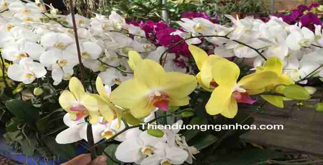 Hoa lan Hồ Điệp, hoa lan hồ điệp chơi tết giá rẻ nhất và ưu đãi lớn Hoa lan hồ điệp chơi gầ quanh năm, hoa bền, siêng hoa, cây khỏe…