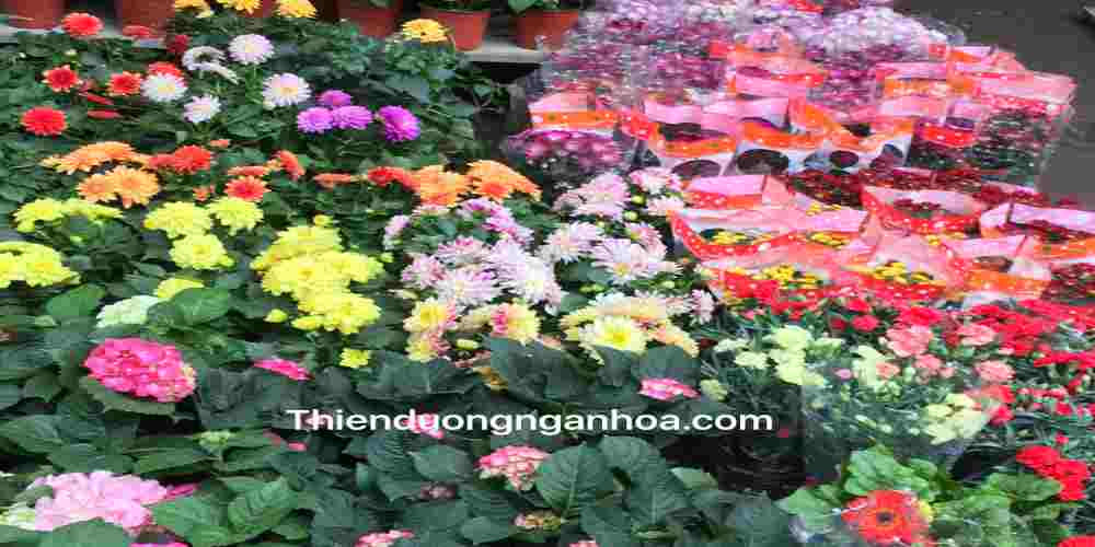Thiên Đường Ngàn Hoa hiện đang cung cấp rất nhiều các loại hoa dùng cho dịp lễ Tết, các loại cây văn phòng, trang trí nhà cửa…