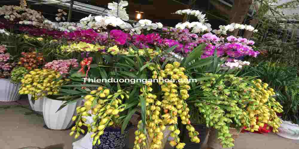 Thiên Đường Ngàn Hoa hiện đang cung cấp rất nhiều các loại hoa dùng cho dịp lễ Tết, các loại cây văn phòng, trang trí nhà cửa…